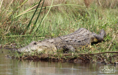crocodile safari en famille au botswana